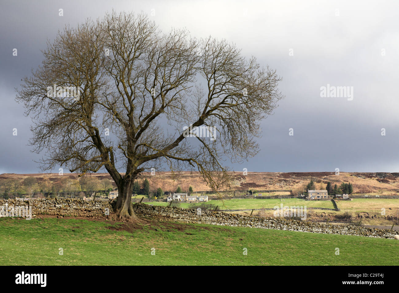 Remote farmhouses framed by tree near Stanhope, Weardale north east England, UK Stock Photo