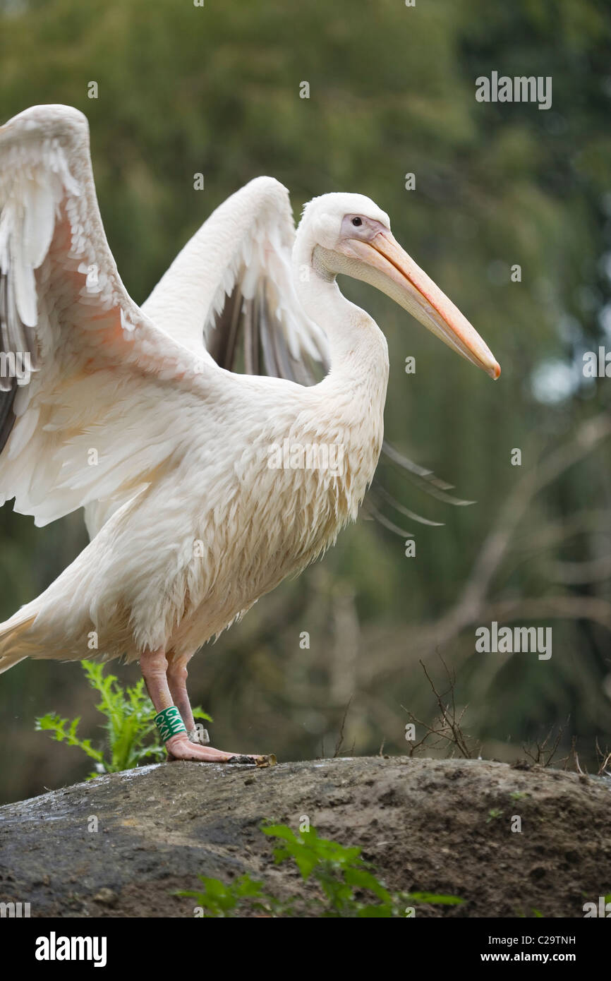 Great White Pelican (Pelecanus onocrotalus). Wing flapping. Captive bird. Stock Photo