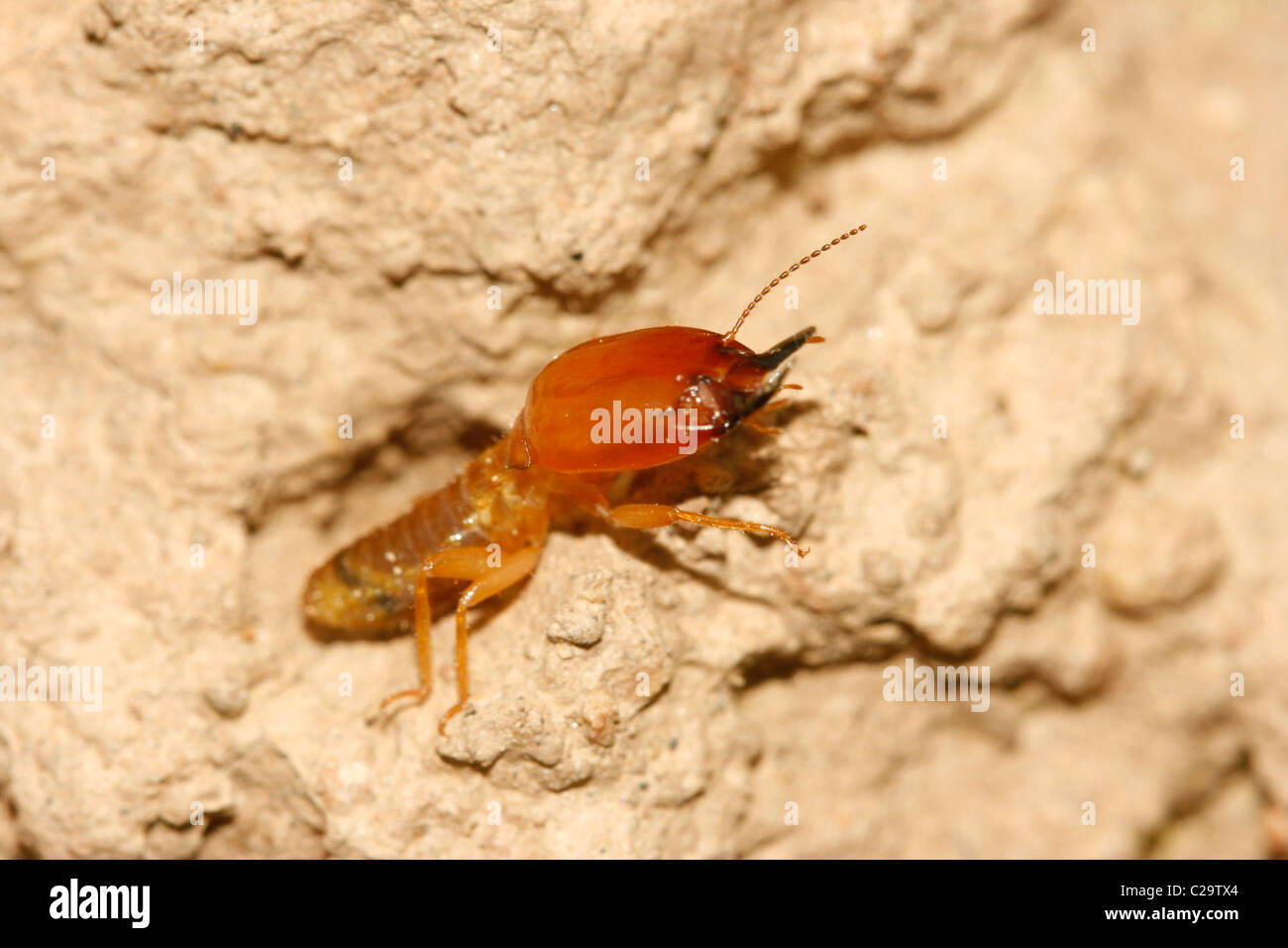 A termite soldier (Termitidae Macrotermitinae) in Uganda Stock Photo