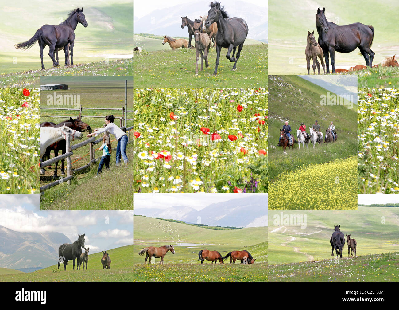 Composite image of horses on the fabulous wild flower plain of the   Piano Grande, Sibilini National Park, Le Marche, Italy Stock Photo