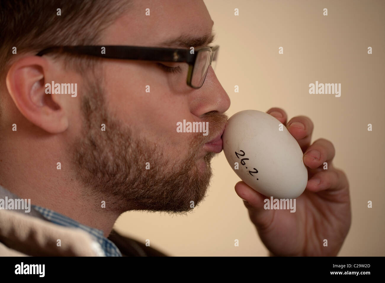 Aviculturist  sensing size of air space within a fertile egg, using his lips. Larger air space indicates near hatching. Stock Photo