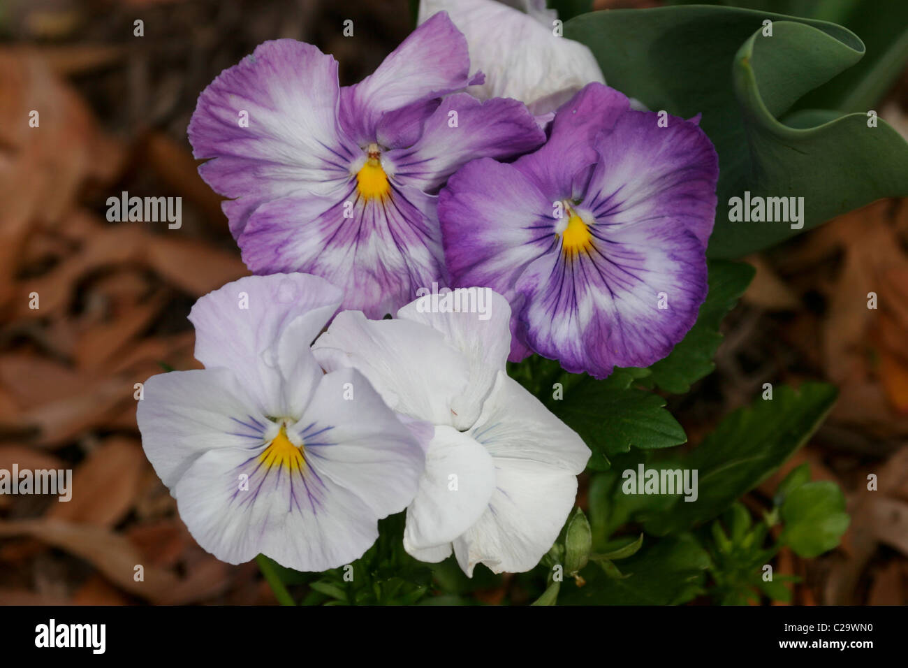 Springtime Pansy flowers. Virginia, USA Stock Photo
