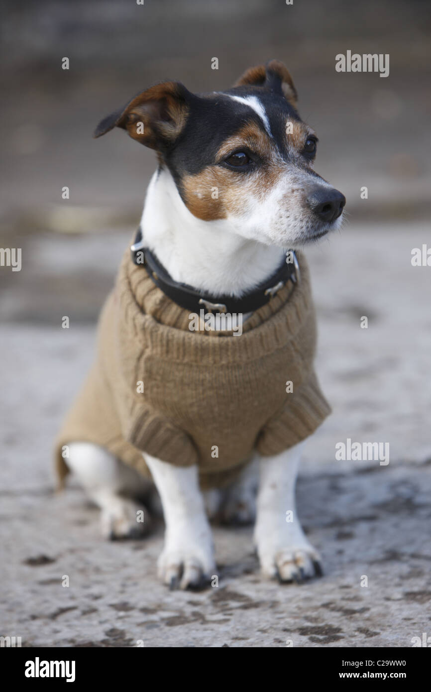 DEU, 20110325,Dog with a waistcoast Stock Photo