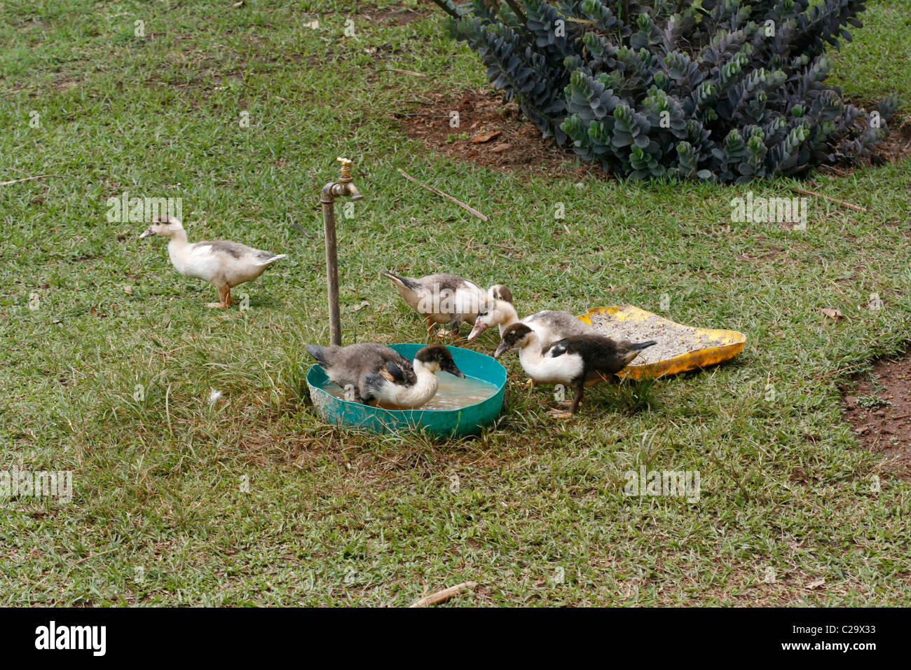Muscovy ducklings (Cairina moschata) feeding and drinking Stock Photo