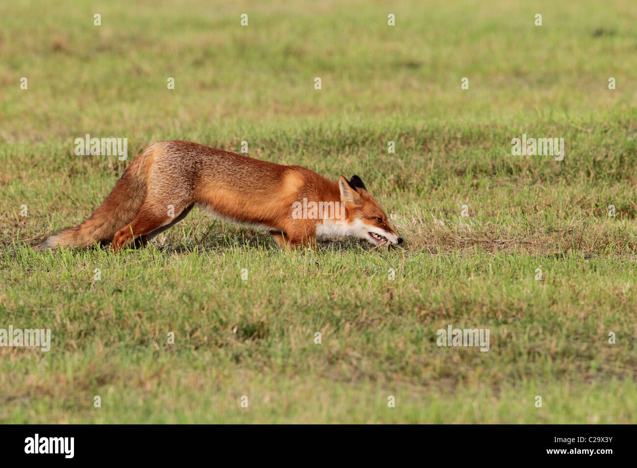 Fox hunting prey hires stock photography and images Alamy