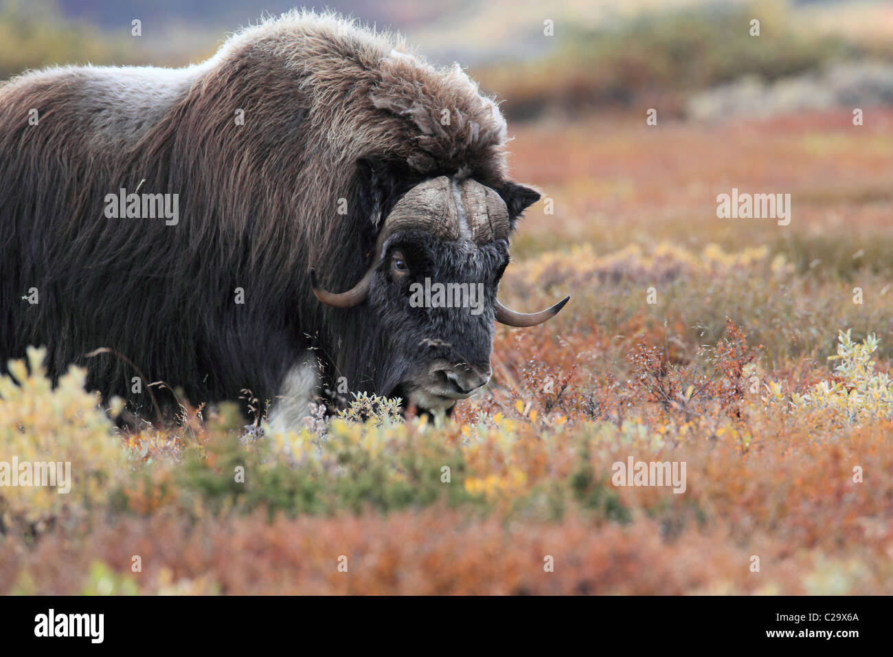 Musk Oxen Stock Photo