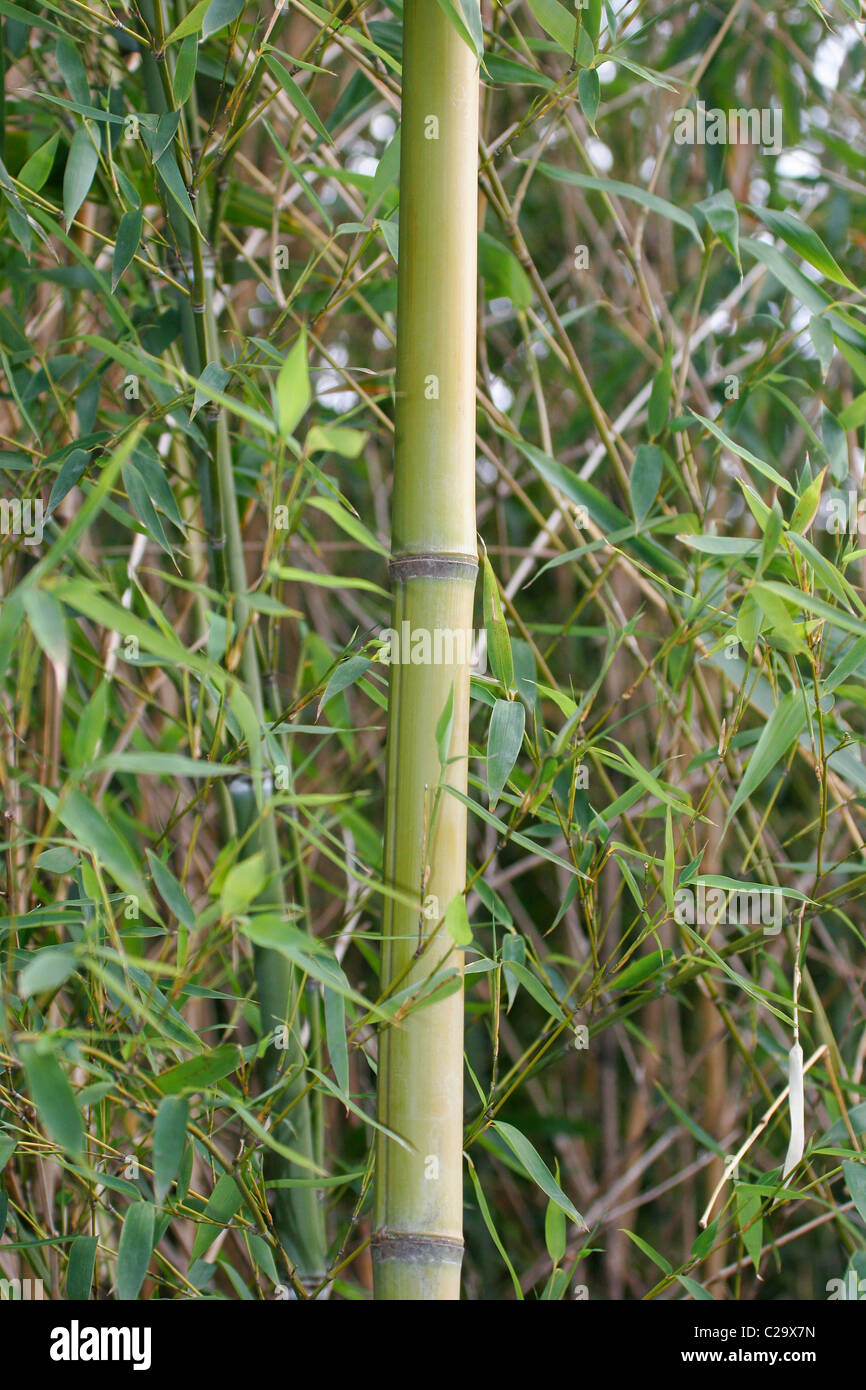 Bamboo trees growing in park in Virginia, USA Stock Photo Alamy