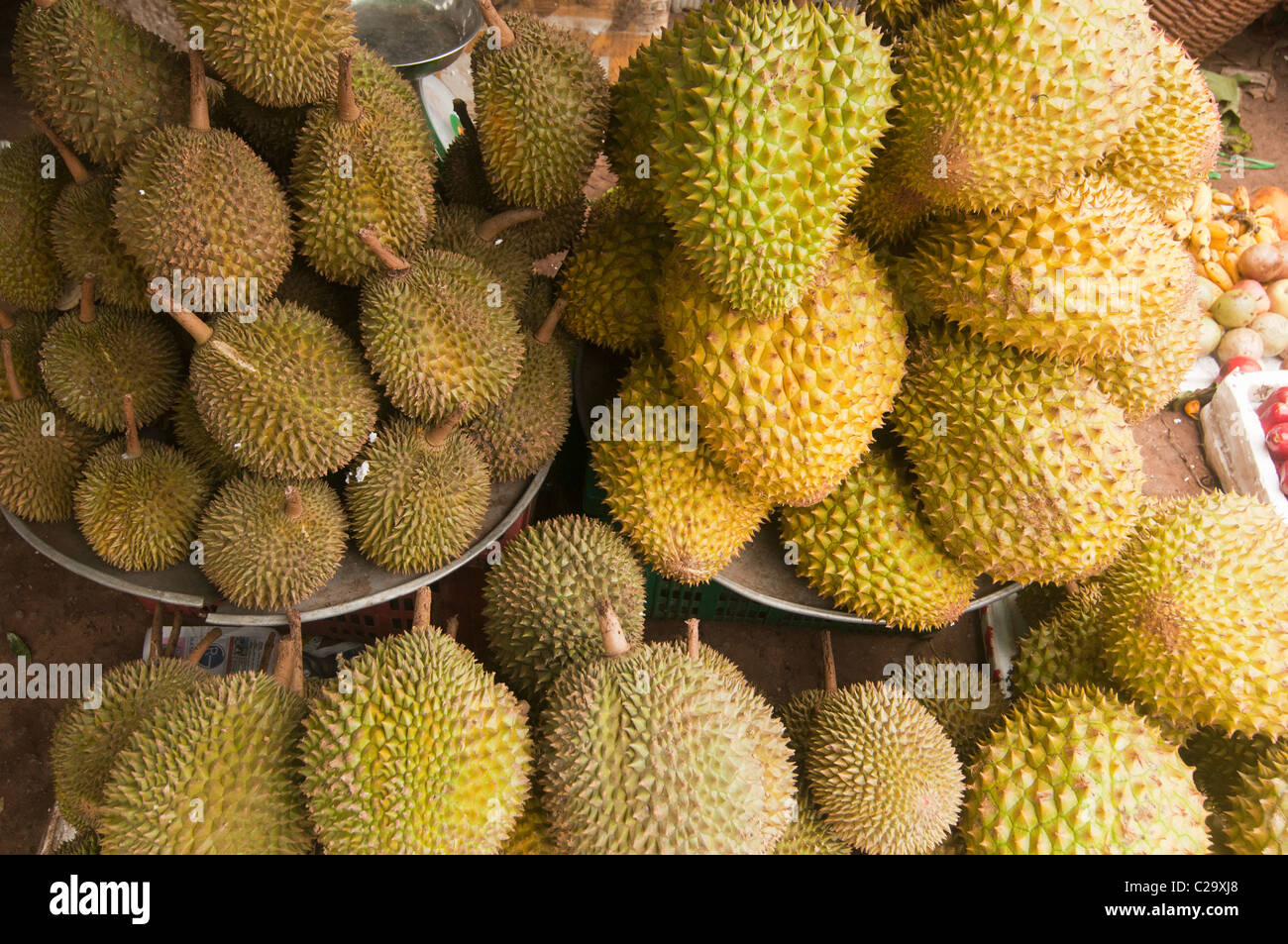 durian fruit in the market on Phu Quoc Island in Vietnam Stock Photo ...
