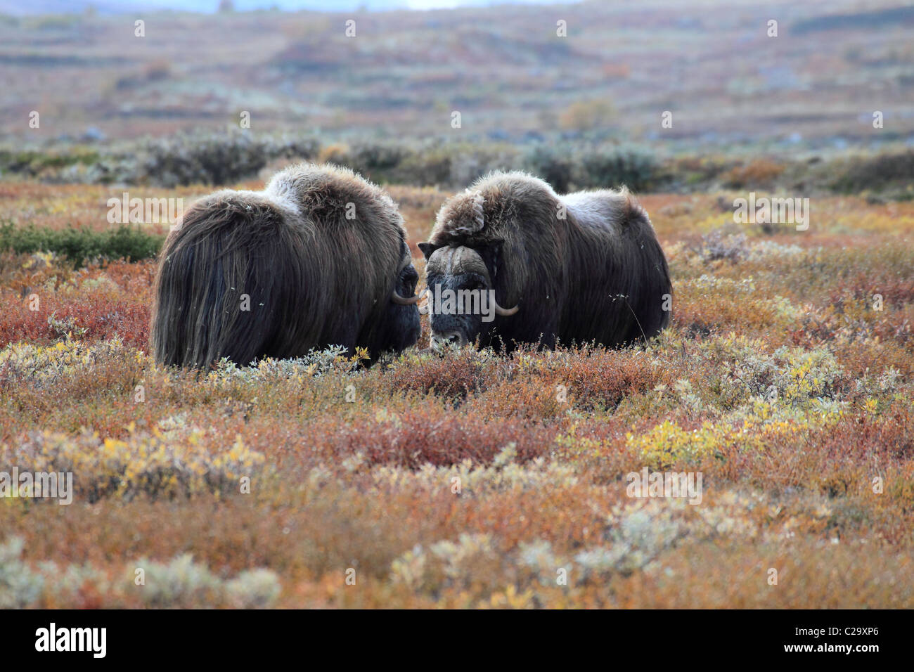 Musk oxen Dovre Norway NP Stock Photo