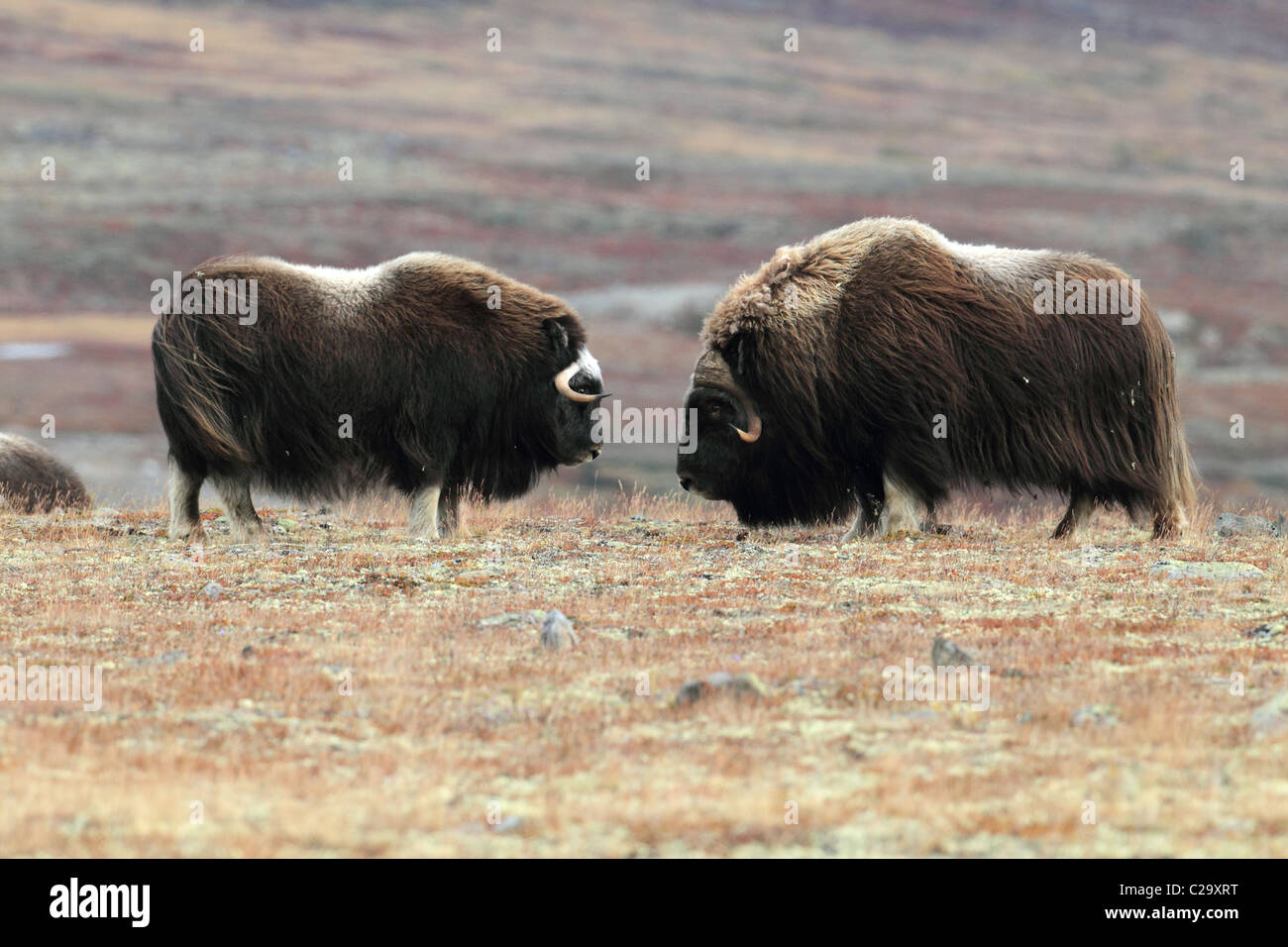 Овцебык в австралии. Овцебык гренландия. Овцебык в арктике. Овцебык в тундре. Овцебык в австралии.
