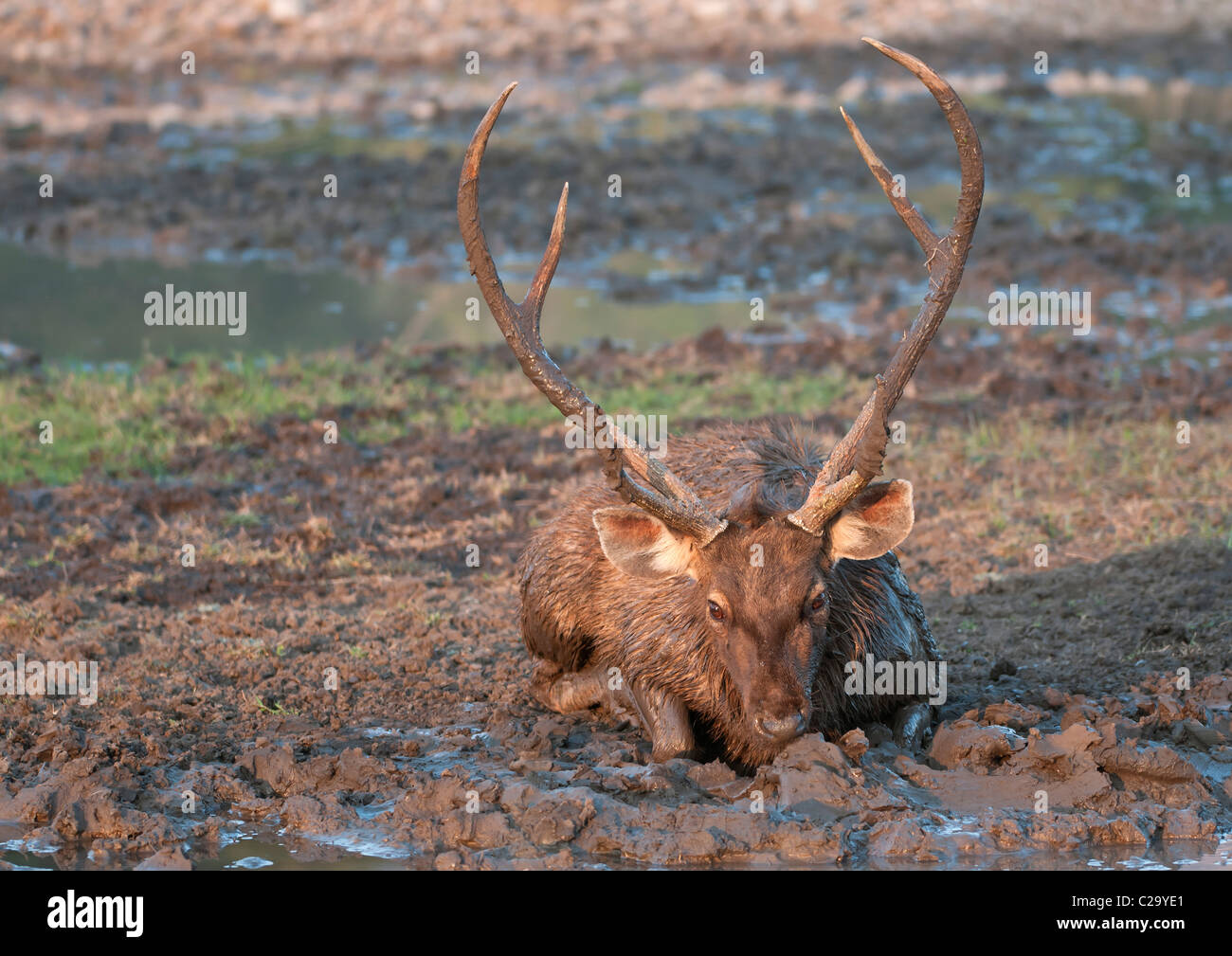 Samba Deer cooling off in the mud, Ranthambore NP, India Stock Photo