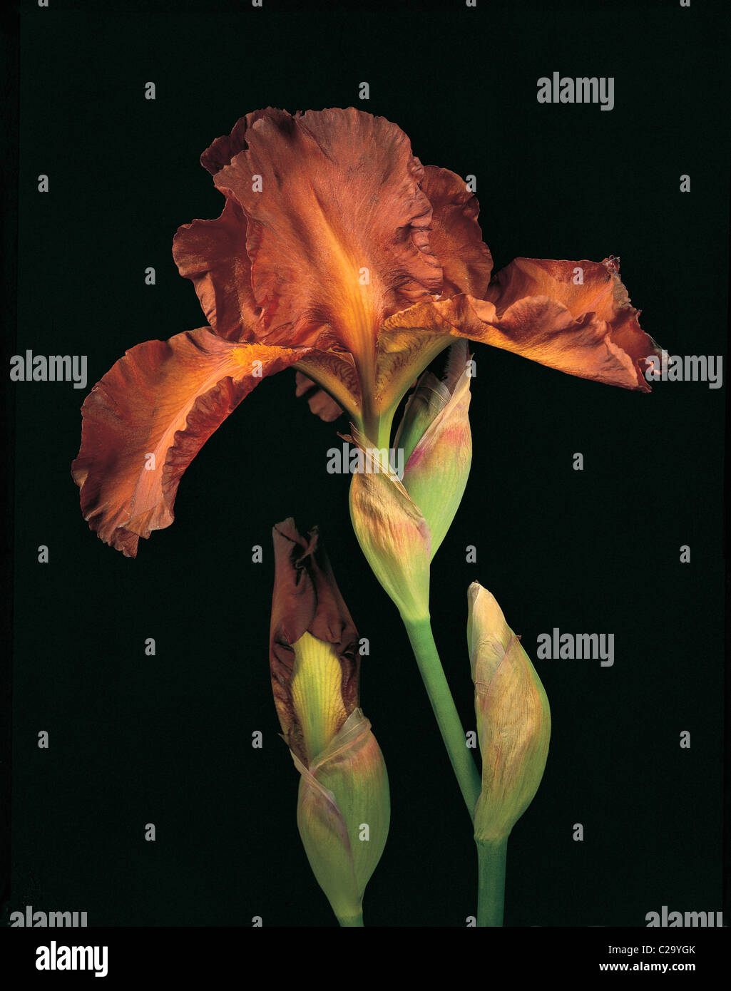 A close up portrait of the Bearded Iris 'Dutch Chocolate' Stock Photo ...