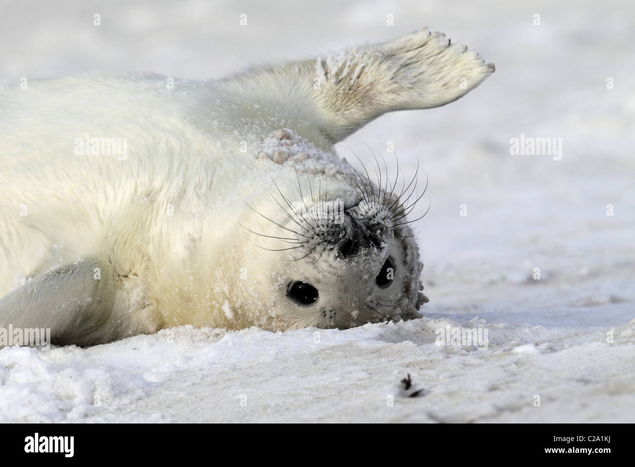 gray seal pup Stock Photo Alamy