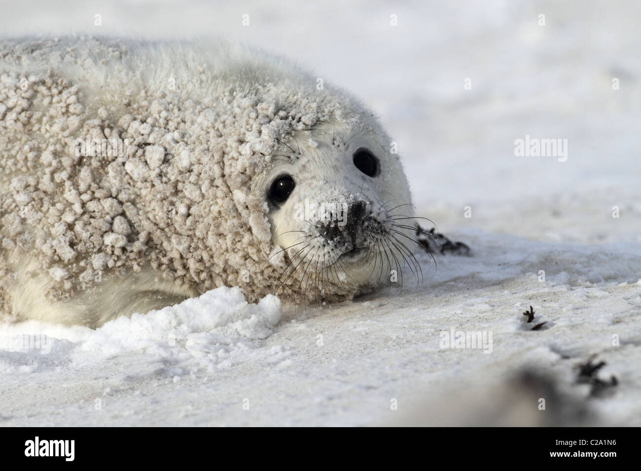 gray seal pup Stock Photo - Alamy