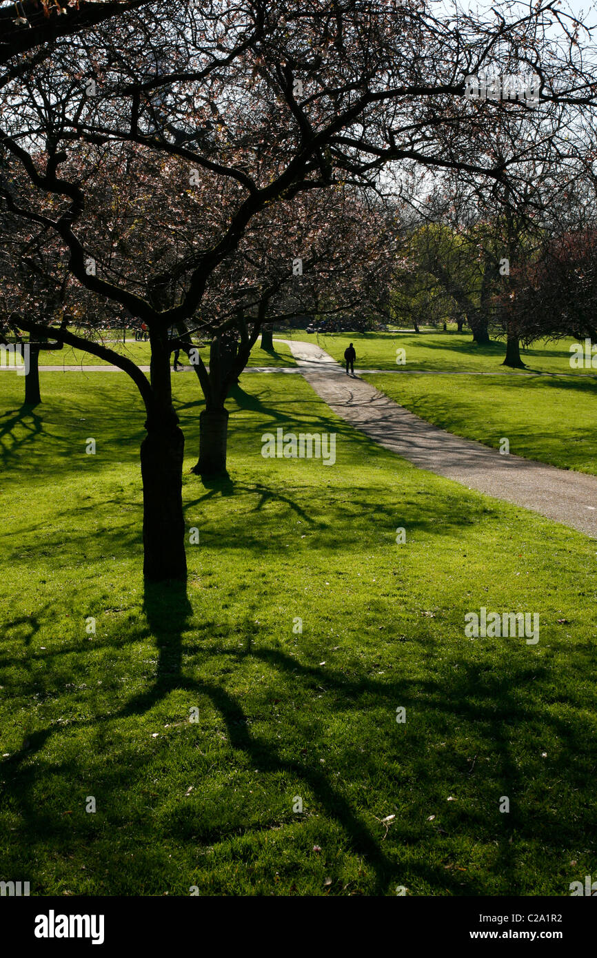 English Cherry Orchard High Resolution Stock Photography and Images - Alamy