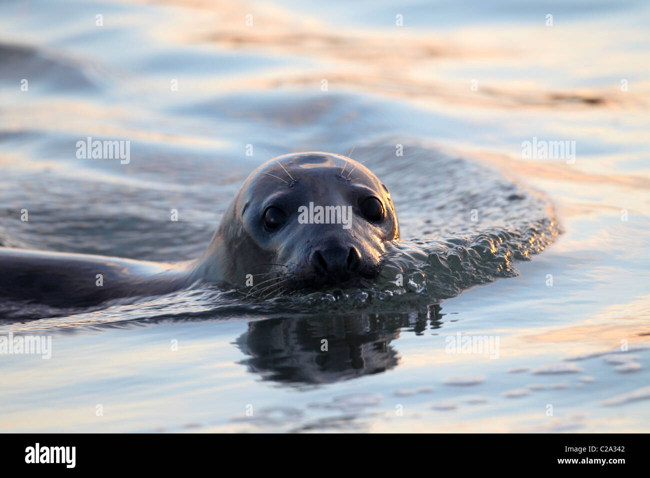 Grey Seal Helgoland Stock Photo Alamy