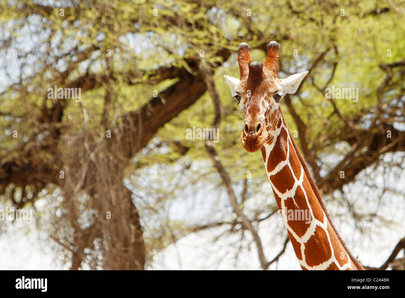 A Reticulated Giraffe in the Samburu National Reserve, Kenya Stock Photo