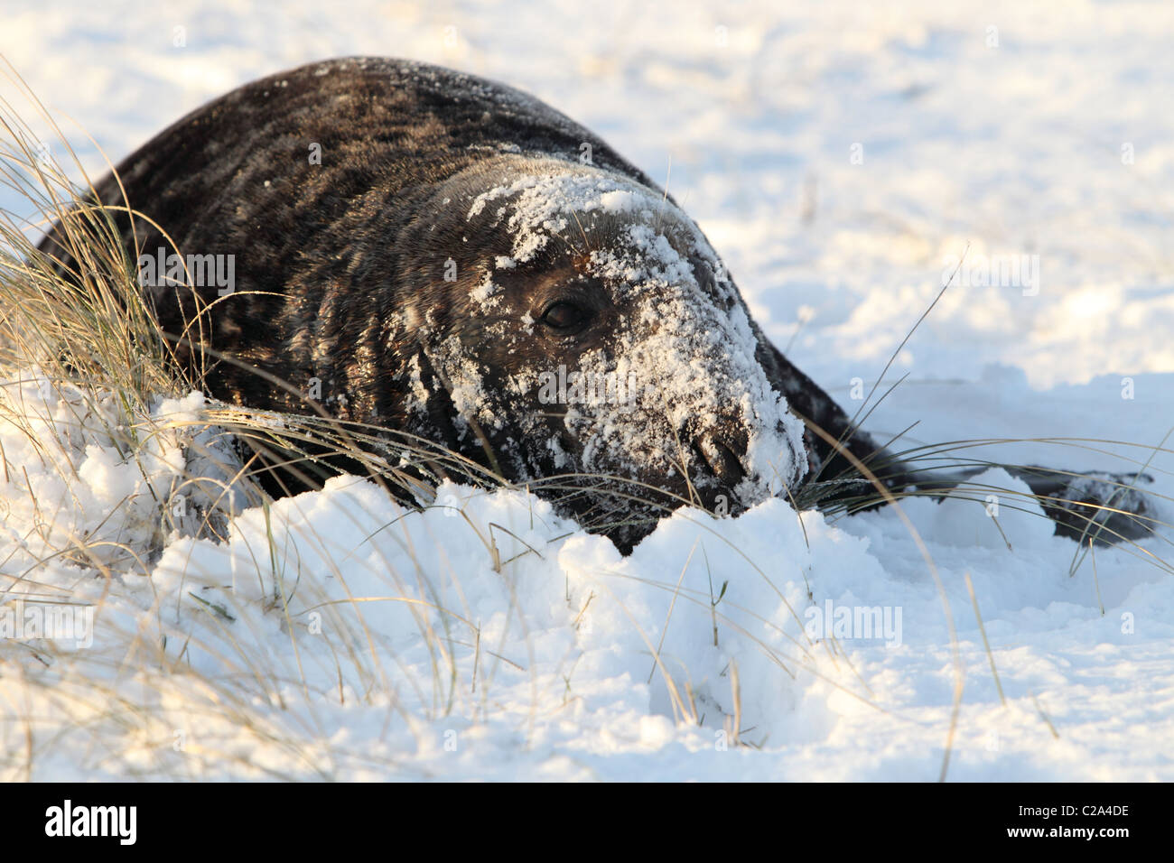 Grey Seal Helgoland Stock Photo Alamy