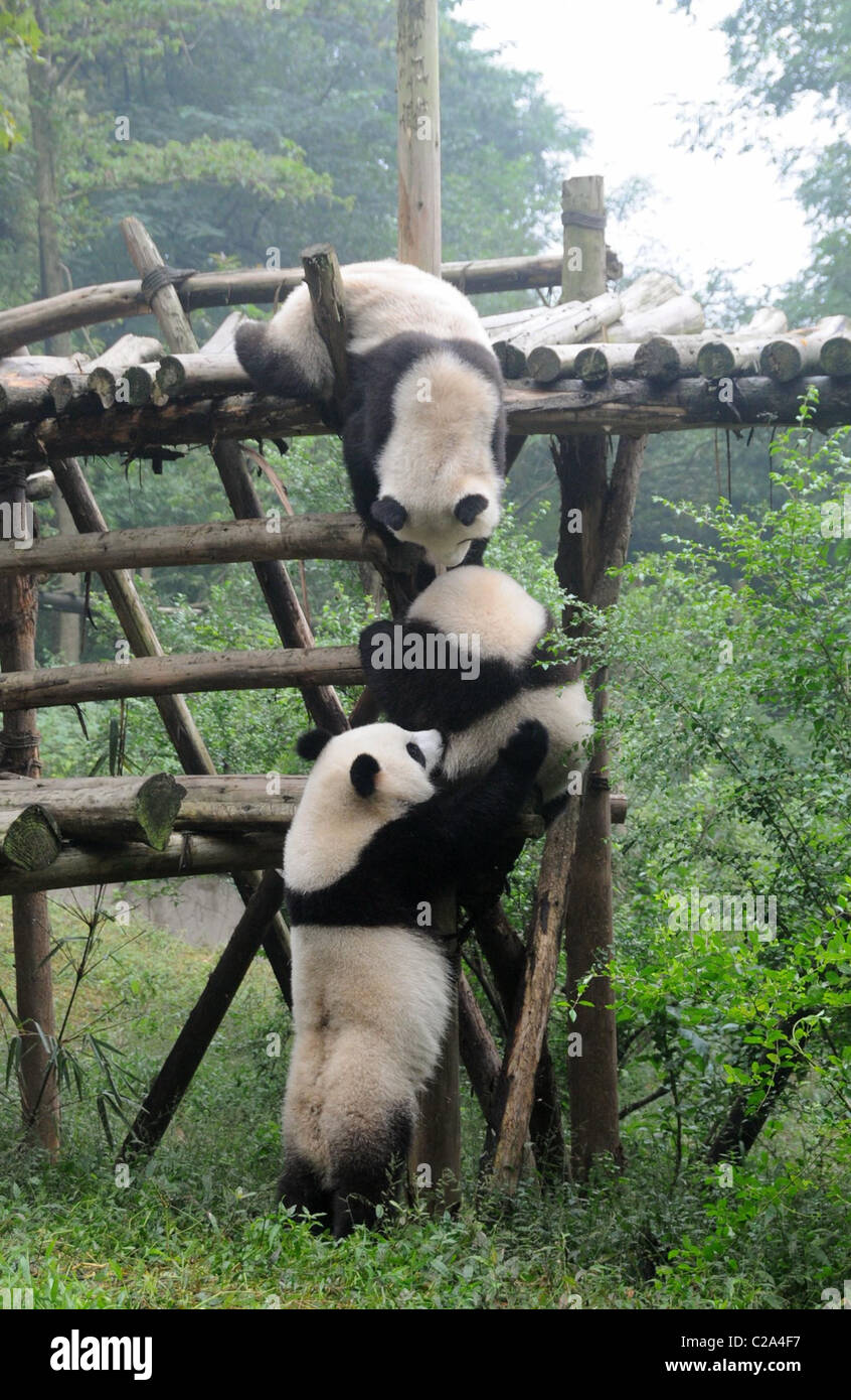 KUNG FU PANDAS Three endangered bears do their species' fight for survival  no favours by BRAWLING at a zoo in China. The trio Stock Photo - Alamy