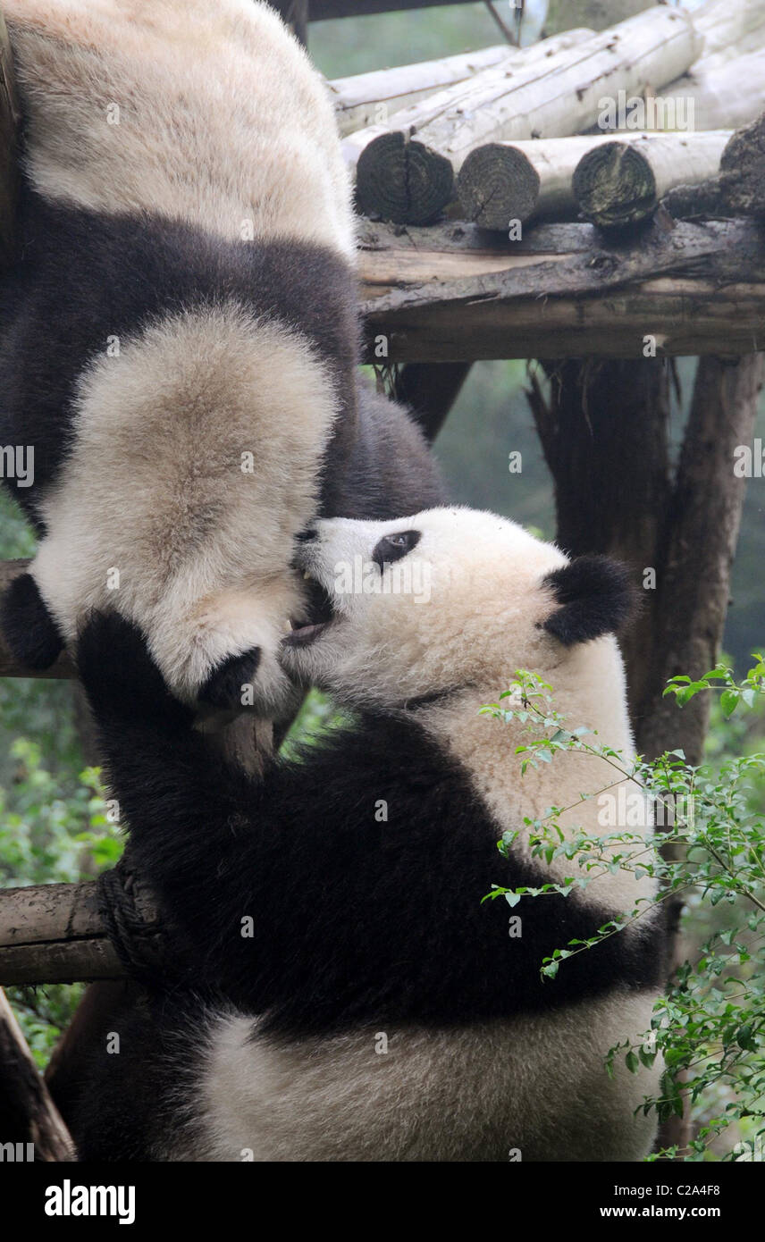 KUNG FU PANDAS Three endangered bears do their species' fight for survival  no favours by BRAWLING at a zoo in China. The trio Stock Photo - Alamy