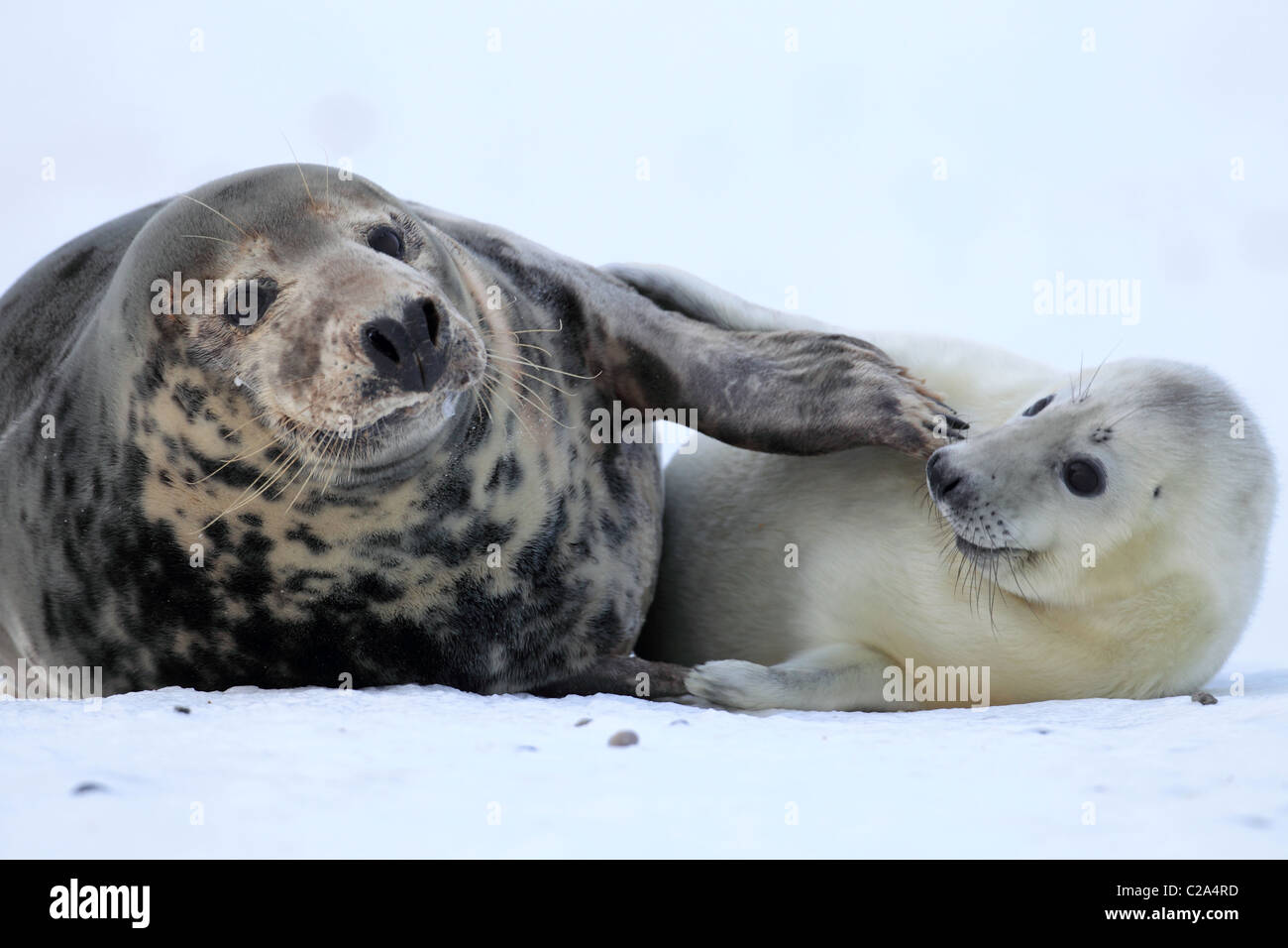 Grey seal pup and mother hi-res stock photography and images - Alamy