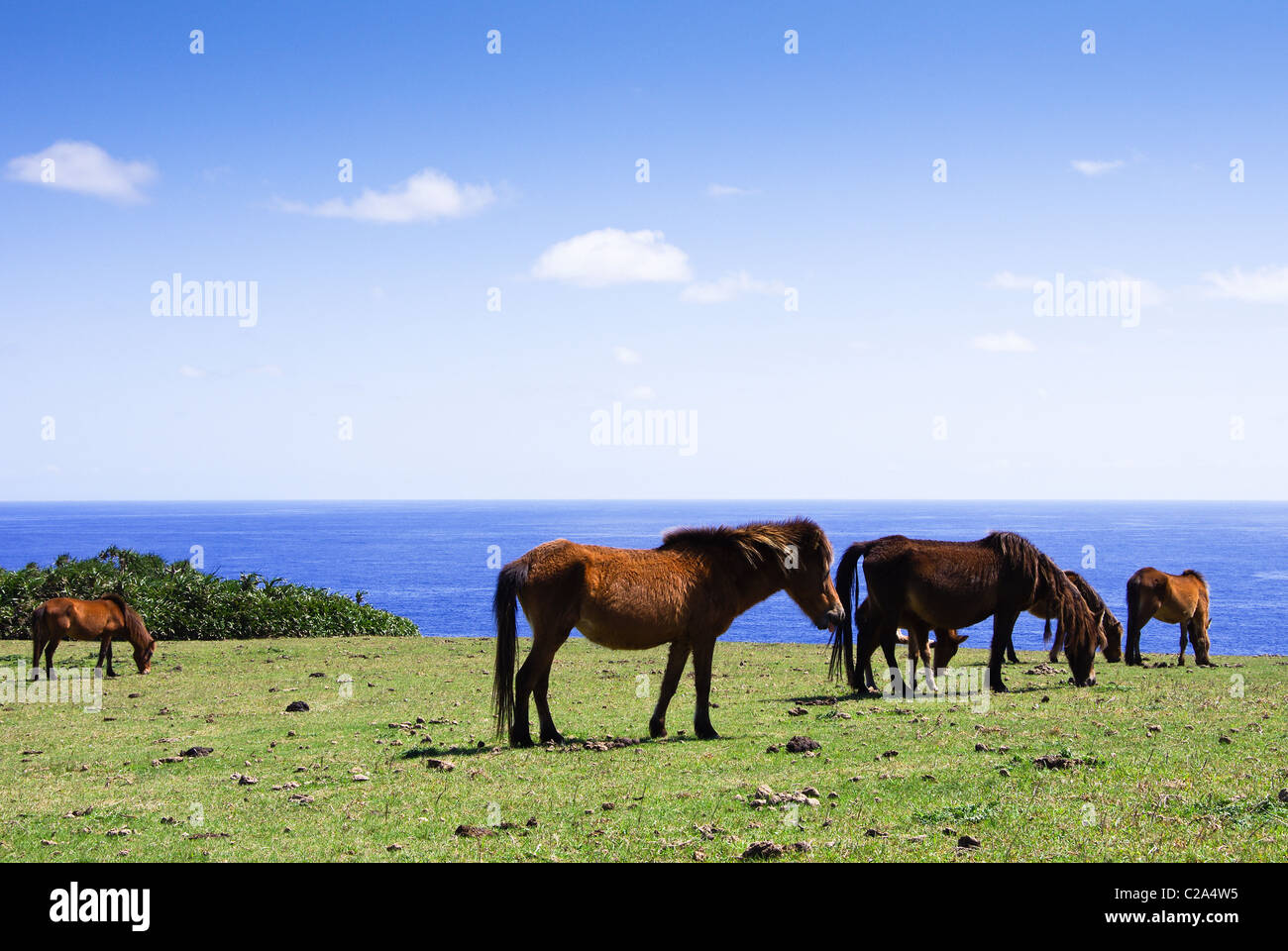 Wild Yonaguni Horses on Cape Agarizaki, Yonaguni Island, Yaeyama Islands, Okinawa, Japan Stock Photo