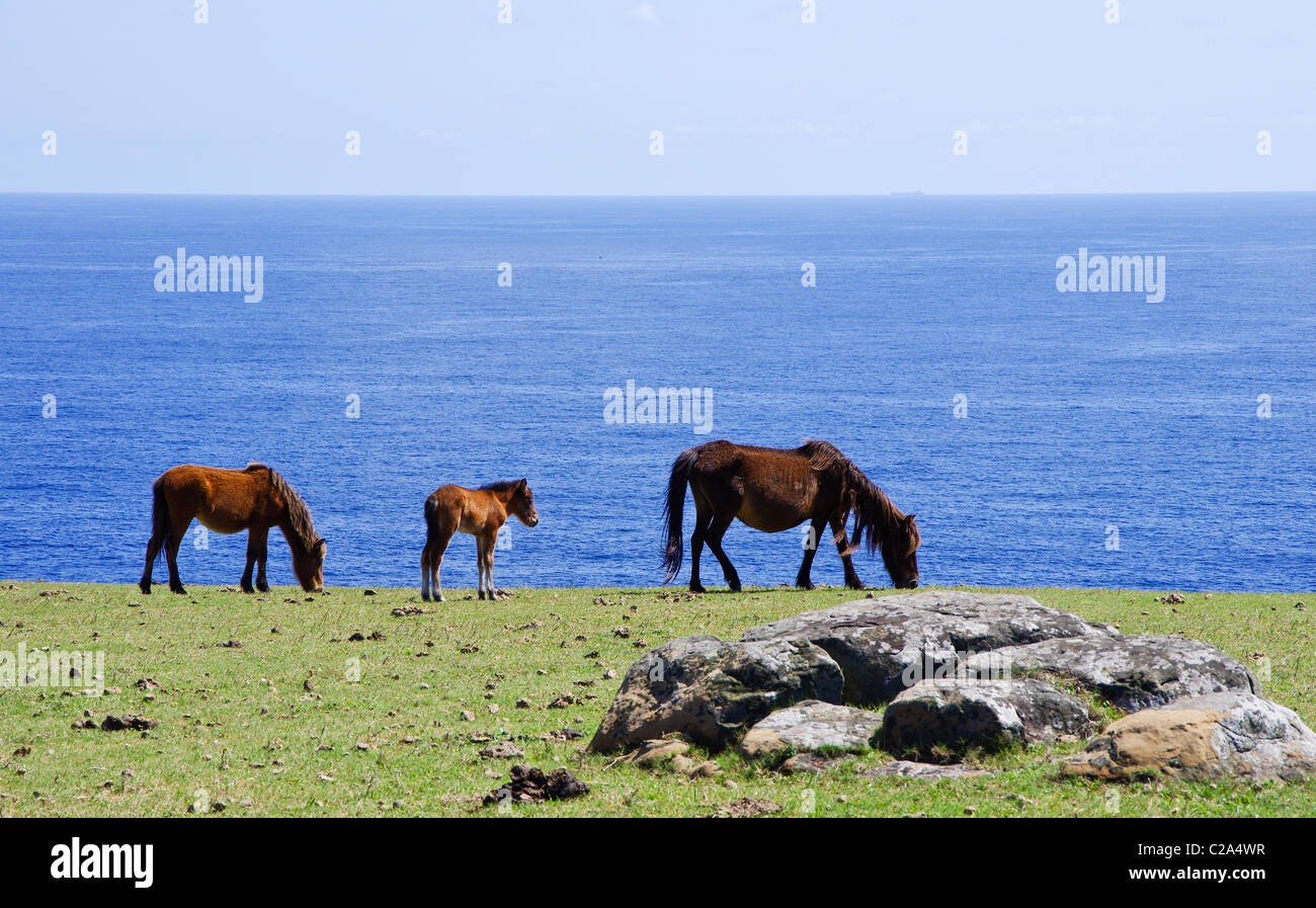 Wild Yonaguni Horses on Cape Agarizaki, Yonaguni Island, Yaeyama Islands, Okinawa, Japan Stock Photo
