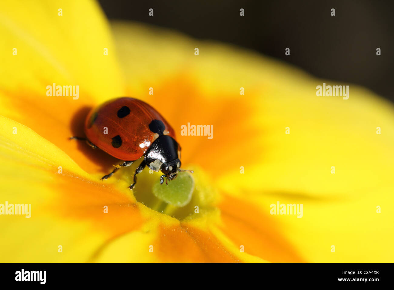 Image is taken of a lady bird that was found on a yellow pansy in my back garden Stock Photo