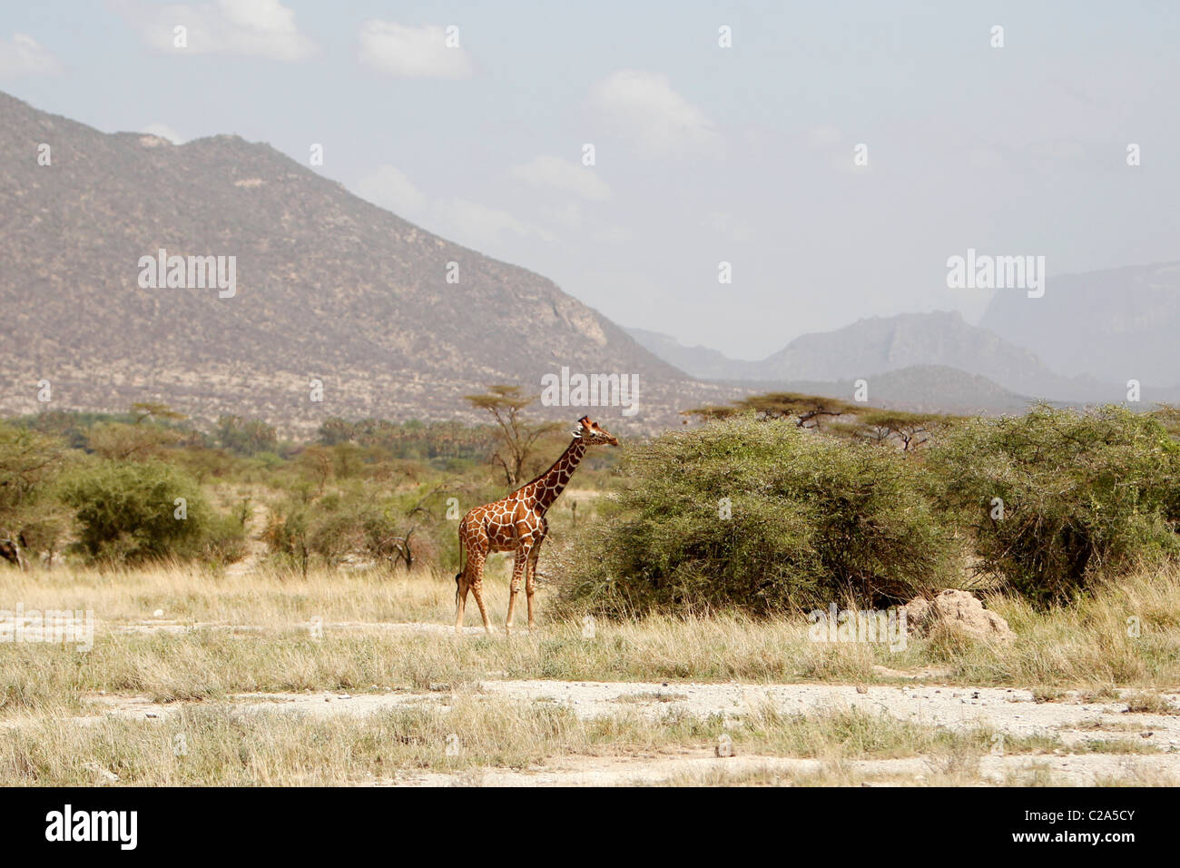 A Reticulated Giraffe in the Samburu National Reserve, Kenya Stock Photo