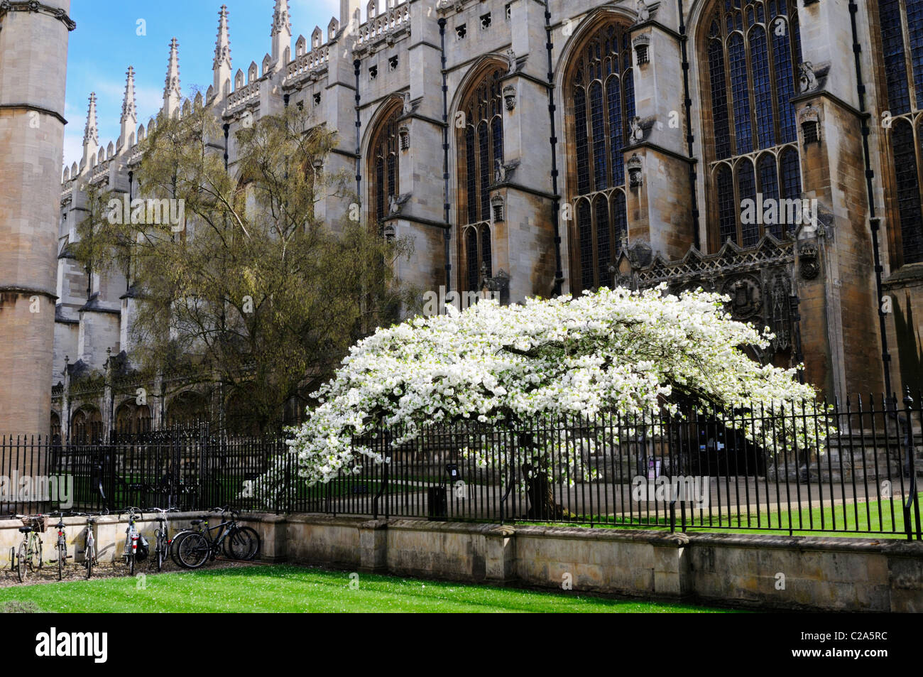 Ornamental Cherry Tree at Kings College, Cambridge, England, UK Stock Photo