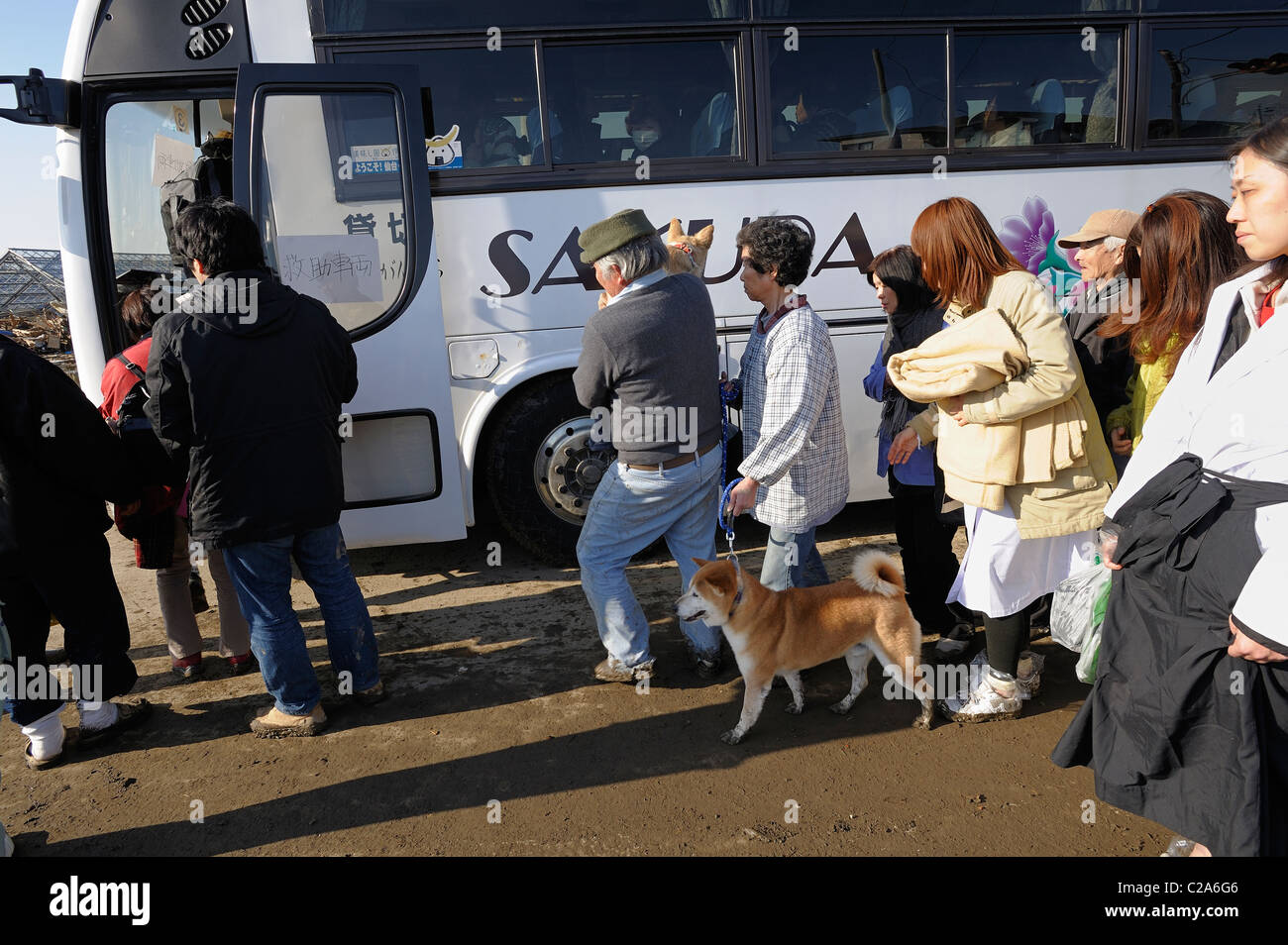 Inhabitants　of the disaster area evacuate with their pets after the great earthquake and tsunami hit the north east coast of Stock Photo
