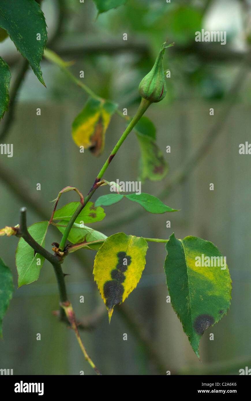 Black spot on rose leaf Stock Photo Alamy