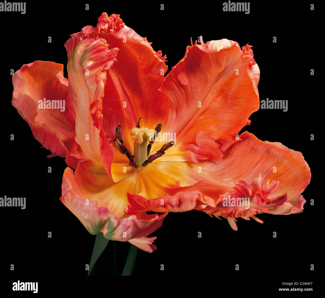 A colourful studio portrait of the Tulip 'Apricot Parrot' Stock Photo