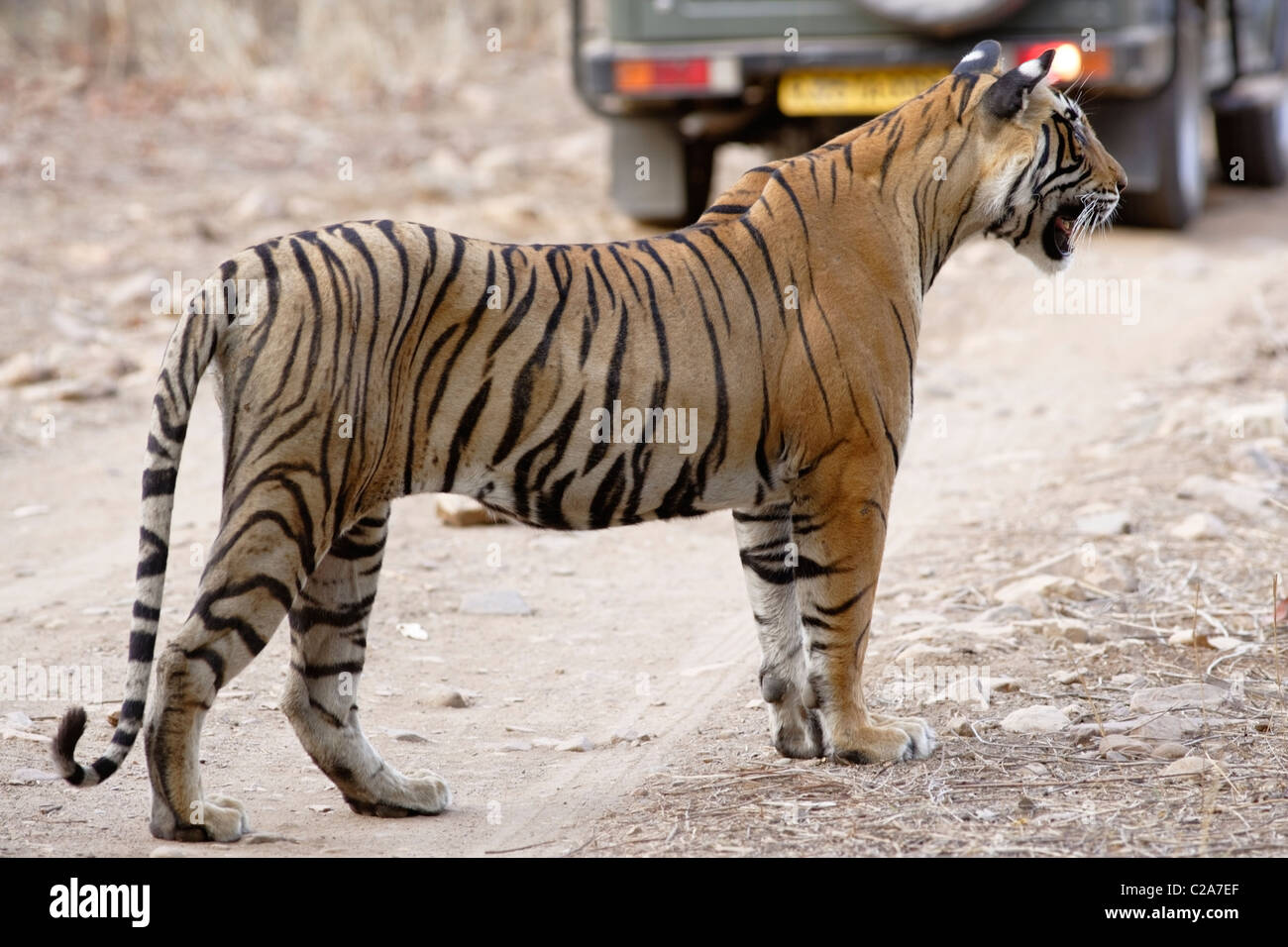 A tiger stalking its prey hi-res stock photography and images - Alamy