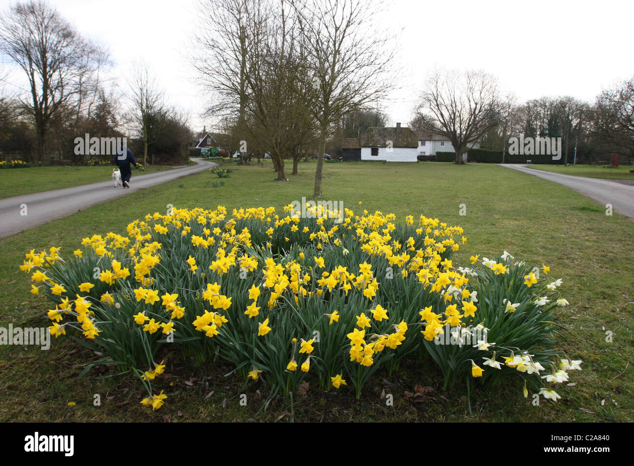 Britain's biggest Daffodil FestivaL IN THRIPLOW,HERTFORDSHIRE Stock