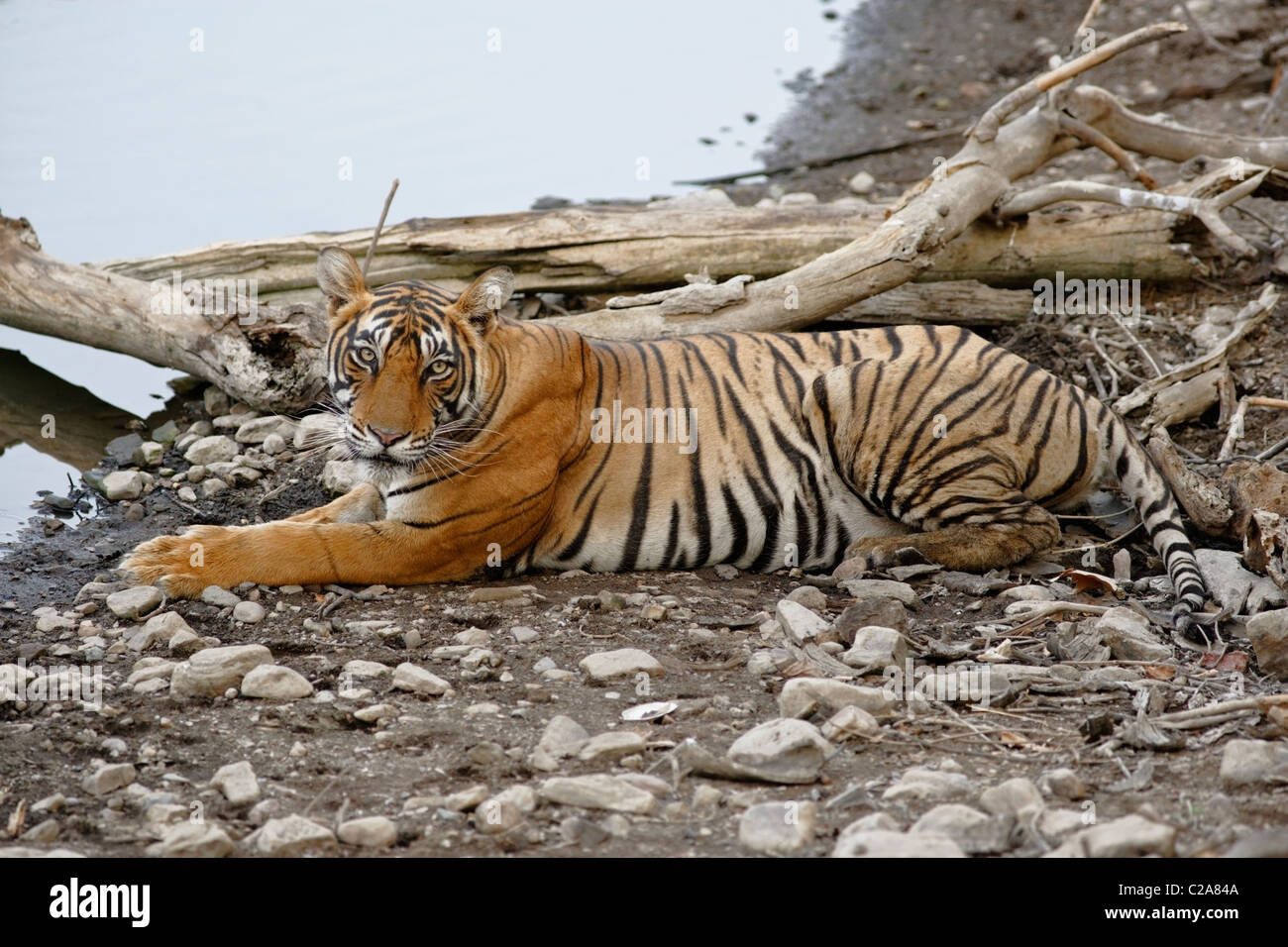 A Bengal Tiger resting on the edge of a lake in summers at Ranthambore Tiger Reserve, Rajasthan India. ( Panthera Tigirs ) Stock Photo