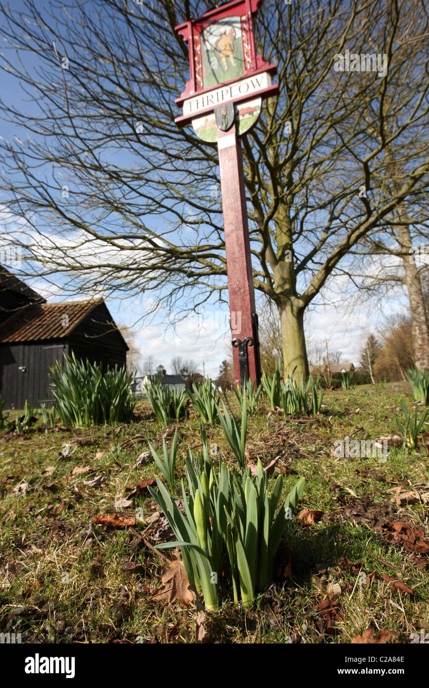Britain's biggest Daffodil FestivaL IN THRIPLOW,HERTFORDSHIRE Stock