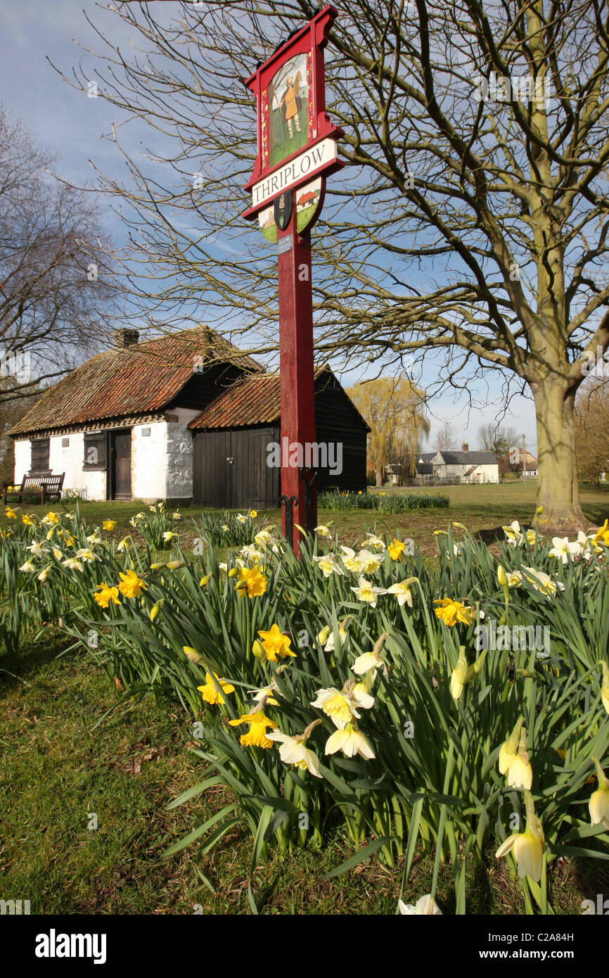 Britain's biggest Daffodil FestivaL IN THRIPLOW,HERTFORDSHIRE Stock