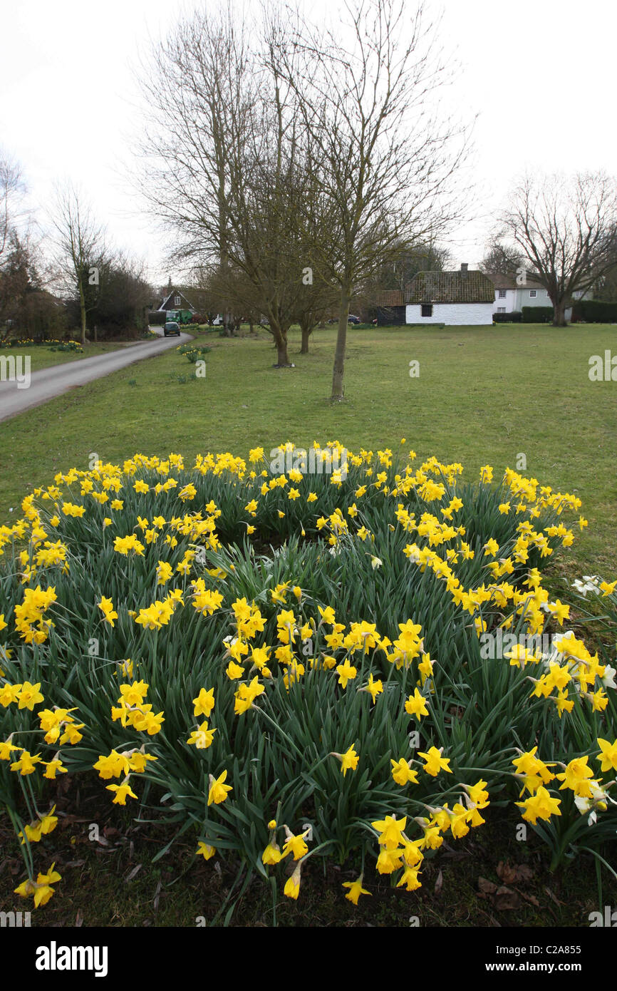 Britain's biggest Daffodil FestivaL IN THRIPLOW,HERTFORDSHIRE Stock