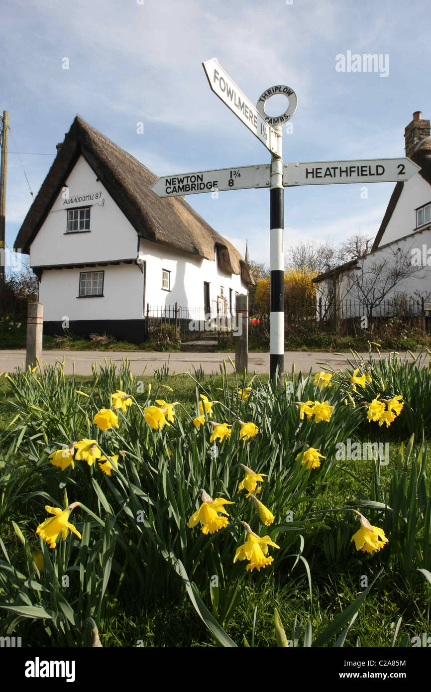 Britain's biggest Daffodil FestivaL IN THRIPLOW,HERTFORDSHIRE Stock