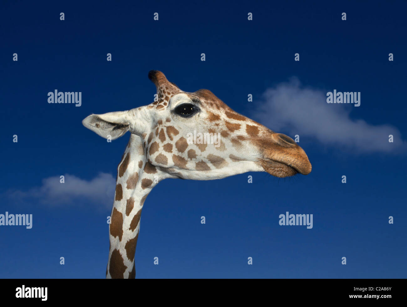 An African reticulated giraffe stretches its long neck to stare at visitors to Busch Gardens, an animal & adventure theme park in Tampa, Florida, USA. Stock Photo