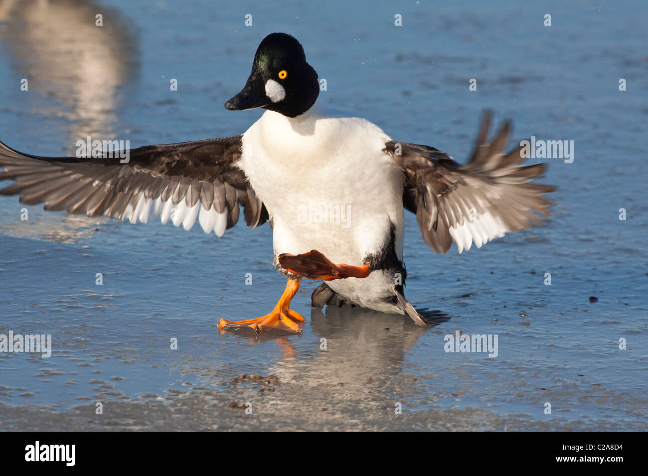 goldeneye duck sounds goldeneye duck sounds