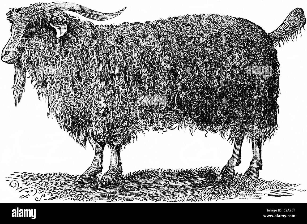 19th Century book illustration, taken from 9th edition (1875) of Encyclopaedia Britannica, of Angora Goat Stock Photo