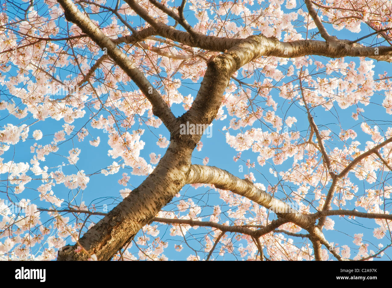 Blooming cherry tree in Washington DC Stock Photo Alamy