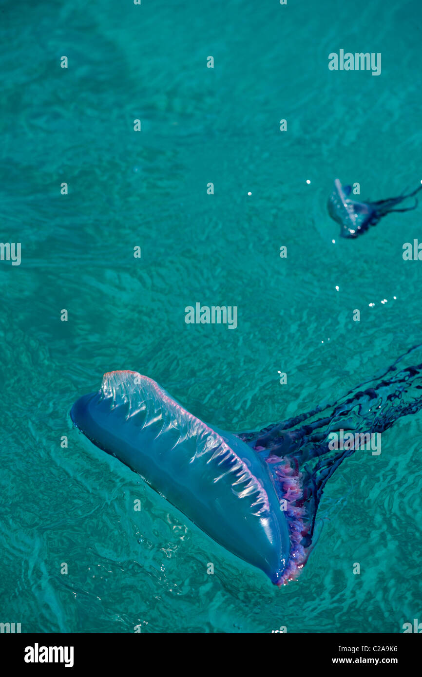 Portuguese Man of War, a jelly-like marine invertebrate of the family Physallidae, floating in the wind and current Stock Photo