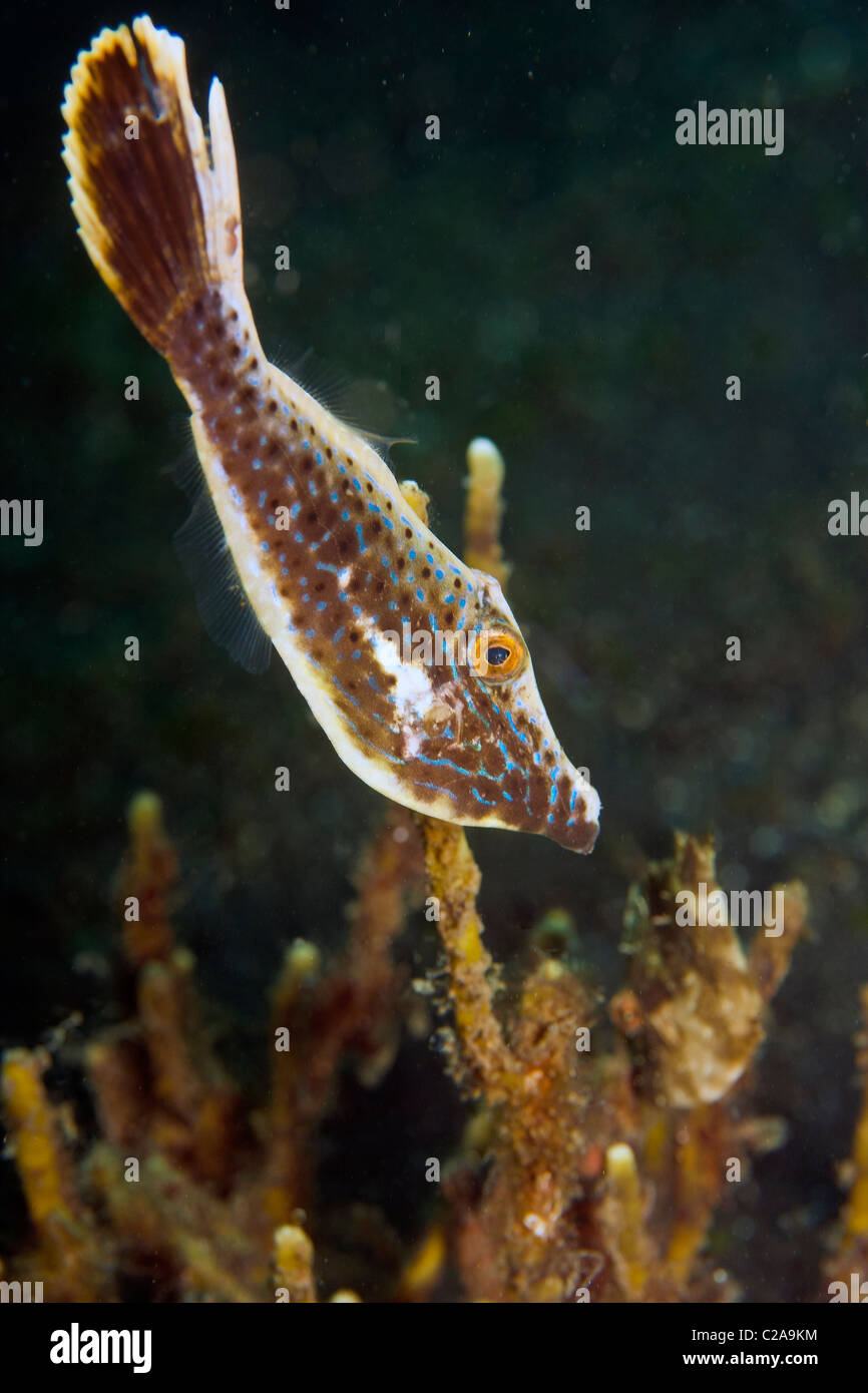 Small Filefish Filefish hi-res stock photography and images - Alamy