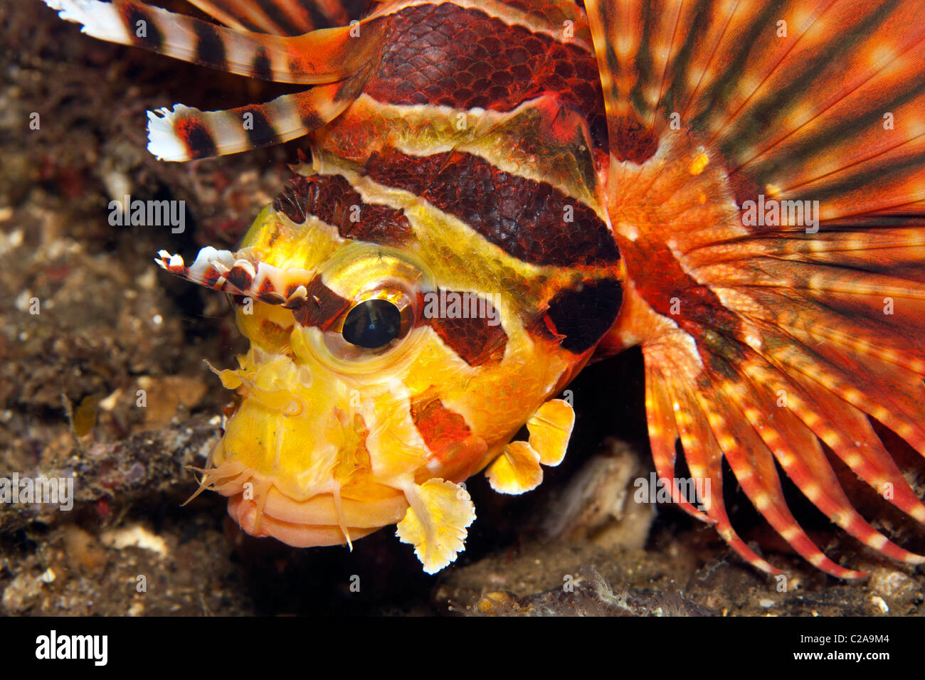 close up of Shortfin lionfish in the Lembeh Straits Stock Photo