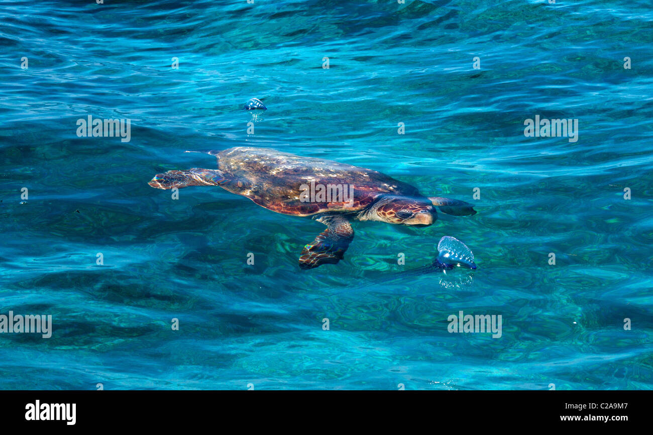 Loggerhead sea turtle preparing to eat Portuguese Man of War. Stock Photo