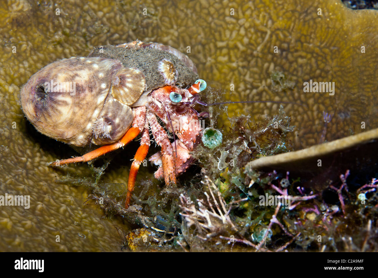 Hermit crab in North Sulawesi lembeh straits Indonesia Stock Photo - Alamy