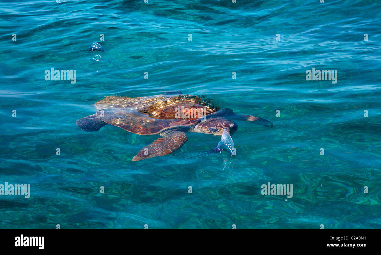 Loggerhead sea turtle preparing to eat Portuguese Man of War. Stock Photo